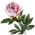 Gałązka Peonia Pudrowy Róż Krem 78cm Piwonia Sztuczna Stroik Wazon Bukiet