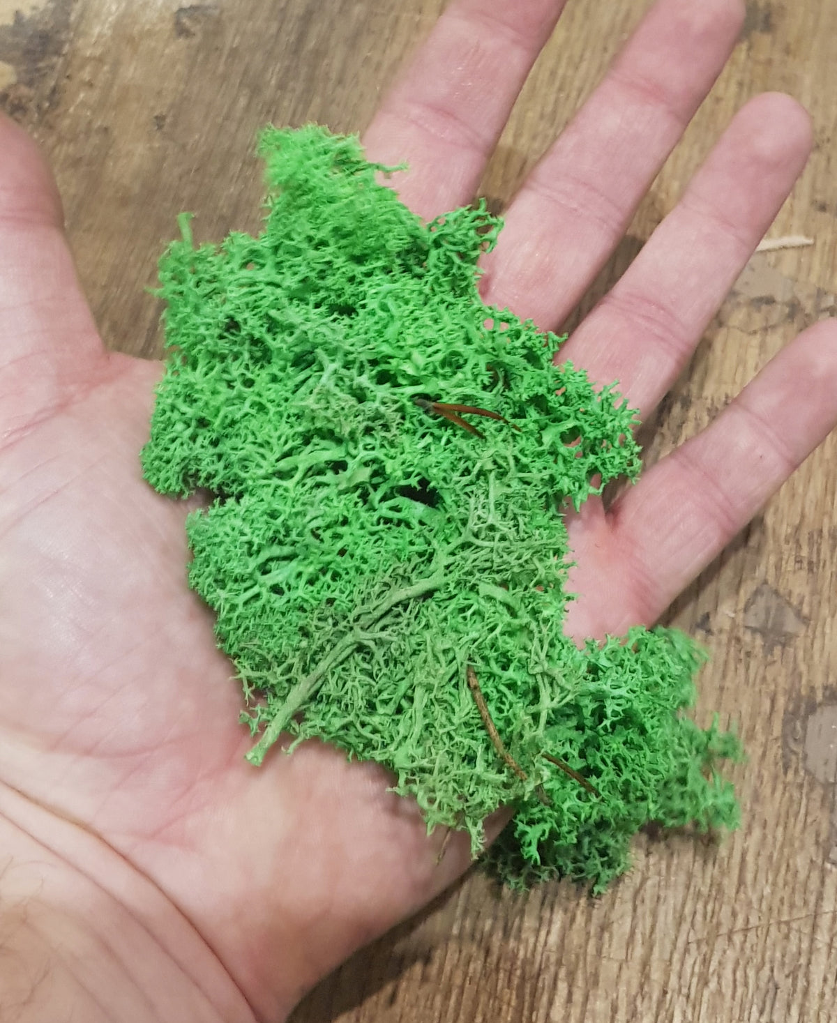 MECH CHROBOTEK dekoracyjny ozdobny zielony do stroików kompozycji 30g