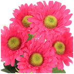 Bukiet Gerbera Amarant