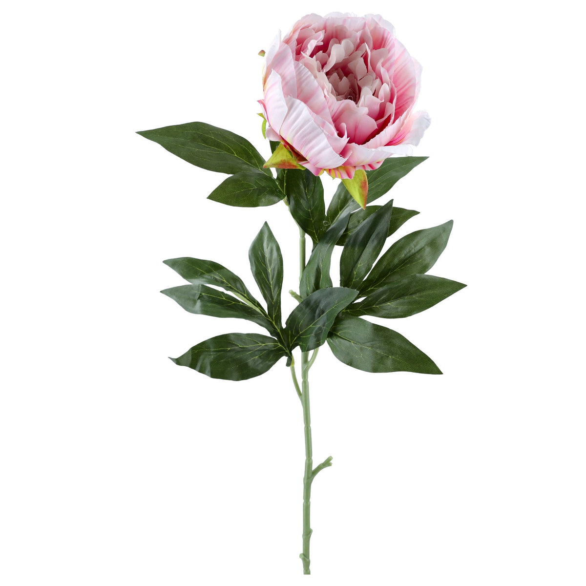 Gałązka Peonia Pudrowy Róż Krem 78cm Piwonia Sztuczna Stroik Wazon Bukiet