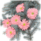 Główka 6szt Gerbera Róż