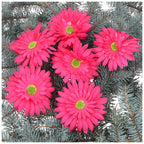 Główka Gerbera 6 szt Amarant