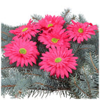 Główka Gerbera 6 szt Amarant