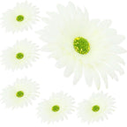 Główka Gerbera 6 szt Ecru