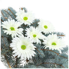 Główka Gerbera 6 szt Ecru