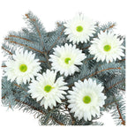 Główka Gerbera 6 szt Ecru