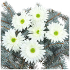 Główka Gerbera 6 szt Ecru