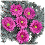 Główka Gerbera 6 szt Śliwka