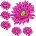 Główka Gerbera 6 szt Śliwka