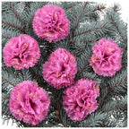 Główka Goździk Brudny Róż 6szt