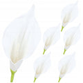 Główki Calla 6szt Ecru KR1941F